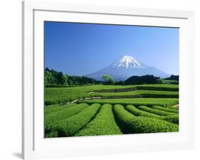 Mt. Fuji and Tea Garden, Fuji City, Shizuoka, Japan-null-Framed Photographic Print