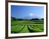 Mt. Fuji and Tea Garden, Fuji City, Shizuoka, Japan-null-Framed Photographic Print