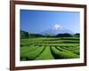 Mt. Fuji and Tea Garden, Fuji City, Shizuoka, Japan-null-Framed Photographic Print