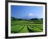 Mt. Fuji and Tea Garden, Fuji City, Shizuoka, Japan-null-Framed Photographic Print