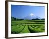 Mt. Fuji and Tea Garden, Fuji City, Shizuoka, Japan-null-Framed Photographic Print