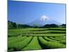 Mt. Fuji and Tea Garden, Fuji City, Shizuoka, Japan-null-Mounted Photographic Print