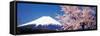 Mt Fuji Cherry Blossoms Yamanashi Japan-null-Framed Stretched Canvas