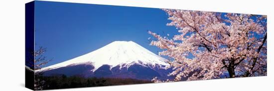 Mt Fuji Cherry Blossoms Yamanashi Japan-null-Stretched Canvas