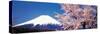 Mt Fuji Cherry Blossoms Yamanashi Japan-null-Stretched Canvas