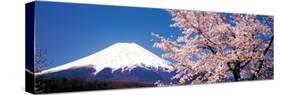 Mt Fuji Cherry Blossoms Yamanashi Japan-null-Stretched Canvas