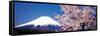 Mt Fuji Cherry Blossoms Yamanashi Japan-null-Framed Stretched Canvas
