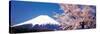 Mt Fuji Cherry Blossoms Yamanashi Japan-null-Stretched Canvas