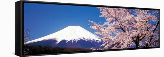 Mt Fuji Cherry Blossoms Yamanashi Japan-null-Framed Stretched Canvas