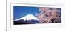 Mt Fuji Cherry Blossoms Yamanashi Japan-null-Framed Premium Photographic Print