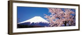 Mt Fuji Cherry Blossoms Yamanashi Japan-null-Framed Photographic Print