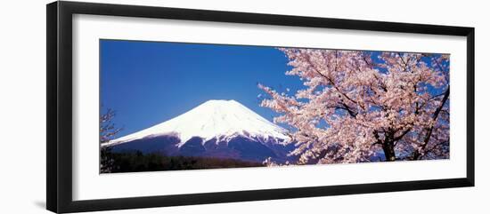 Mt Fuji Cherry Blossoms Yamanashi Japan-null-Framed Photographic Print