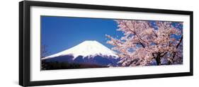 Mt Fuji Cherry Blossoms Yamanashi Japan-null-Framed Photographic Print