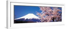 Mt Fuji Cherry Blossoms Yamanashi Japan-null-Framed Photographic Print