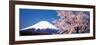 Mt Fuji Cherry Blossoms Yamanashi Japan-null-Framed Photographic Print