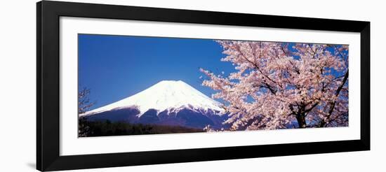 Mt Fuji Cherry Blossoms Yamanashi Japan-null-Framed Photographic Print