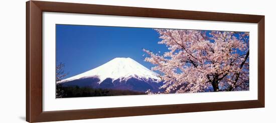 Mt Fuji Cherry Blossoms Yamanashi Japan-null-Framed Photographic Print