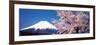 Mt Fuji Cherry Blossoms Yamanashi Japan-null-Framed Photographic Print