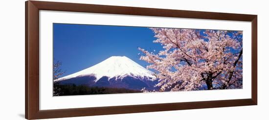 Mt Fuji Cherry Blossoms Yamanashi Japan-null-Framed Photographic Print