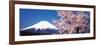 Mt Fuji Cherry Blossoms Yamanashi Japan-null-Framed Photographic Print