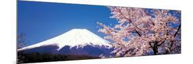 Mt Fuji Cherry Blossoms Yamanashi Japan-null-Mounted Photographic Print