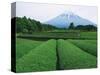 Mt. Fuji from tea plantation, Fujinomiya city, Shizuoka prefecture, Japan-null-Stretched Canvas