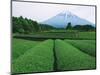 Mt. Fuji from tea plantation, Fujinomiya city, Shizuoka prefecture, Japan-null-Mounted Photographic Print