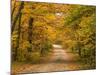 Mt. Greylock Reservation, Massachusetts, USA-Demetrio Carrasco-Mounted Photographic Print