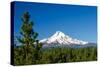 Mt. Hood and Pine Trees-jkraft5-Stretched Canvas