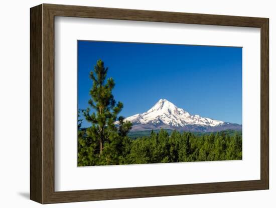 Mt. Hood and Pine Trees-jkraft5-Framed Photographic Print