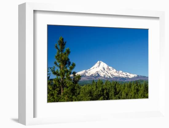 Mt. Hood and Pine Trees-jkraft5-Framed Photographic Print