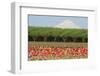 Mt. Hood and tulip fields, Willamette Valley, Oregon-Stuart Westmorland-Framed Photographic Print