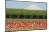 Mt. Hood and tulip fields, Willamette Valley, Oregon-Stuart Westmorland-Mounted Photographic Print