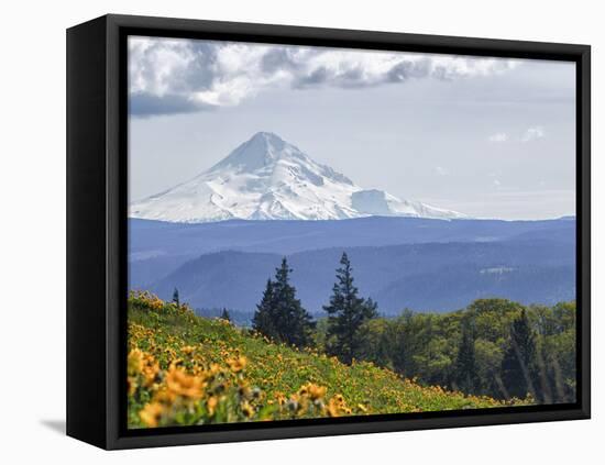Mt. Hood from Mccall Point, Tom Mccall Nature Preserve, Columbia Gorge, Oregon, Usa-Rick A. Brown-Framed Stretched Canvas