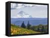 Mt. Hood from Mccall Point, Tom Mccall Nature Preserve, Columbia Gorge, Oregon, Usa-Rick A. Brown-Framed Stretched Canvas