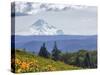 Mt. Hood from Mccall Point, Tom Mccall Nature Preserve, Columbia Gorge, Oregon, Usa-Rick A. Brown-Stretched Canvas