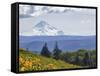 Mt. Hood from Mccall Point, Tom Mccall Nature Preserve, Columbia Gorge, Oregon, Usa-Rick A. Brown-Framed Stretched Canvas