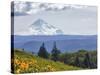 Mt. Hood from Mccall Point, Tom Mccall Nature Preserve, Columbia Gorge, Oregon, Usa-Rick A. Brown-Stretched Canvas