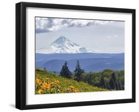 Mt. Hood from Mccall Point, Tom Mccall Nature Preserve, Columbia Gorge, Oregon, Usa-Rick A. Brown-Framed Photographic Print