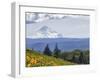 Mt. Hood from Mccall Point, Tom Mccall Nature Preserve, Columbia Gorge, Oregon, Usa-Rick A. Brown-Framed Photographic Print
