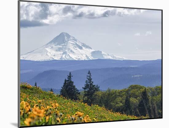 Mt. Hood from Mccall Point, Tom Mccall Nature Preserve, Columbia Gorge, Oregon, Usa-Rick A. Brown-Mounted Photographic Print