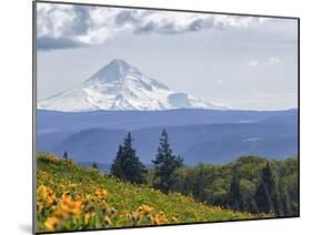 Mt. Hood from Mccall Point, Tom Mccall Nature Preserve, Columbia Gorge, Oregon, Usa-Rick A. Brown-Mounted Photographic Print