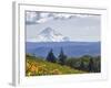 Mt. Hood from Mccall Point, Tom Mccall Nature Preserve, Columbia Gorge, Oregon, Usa-Rick A. Brown-Framed Photographic Print