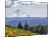 Mt. Hood from Mccall Point, Tom Mccall Nature Preserve, Columbia Gorge, Oregon, Usa-Rick A. Brown-Mounted Photographic Print