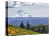 Mt. Hood from Mccall Point, Tom Mccall Nature Preserve, Columbia Gorge, Oregon, Usa-Rick A. Brown-Stretched Canvas