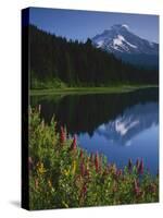 Mt. Hood from Trilliam Lake, Mt. Hood National Forest, Oregon, USA-Charles Gurche-Stretched Canvas