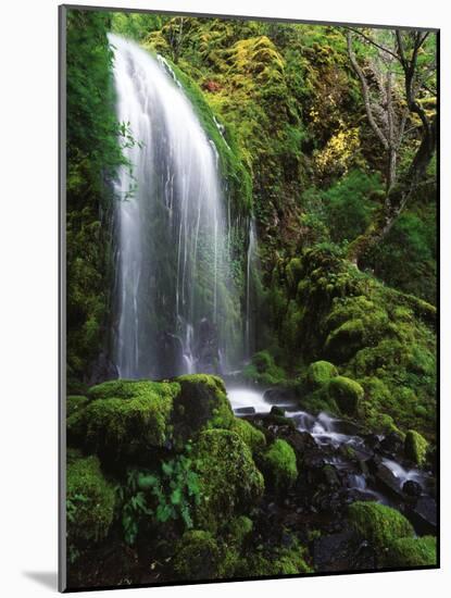 Mt Hood National Forest, Waterfall, Columbia Gorge Scenic Area, Oregon, USA-Stuart Westmorland-Mounted Photographic Print