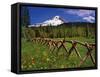 Mt. Hood Viewed from Summit Meadows-Steve Terrill-Framed Stretched Canvas