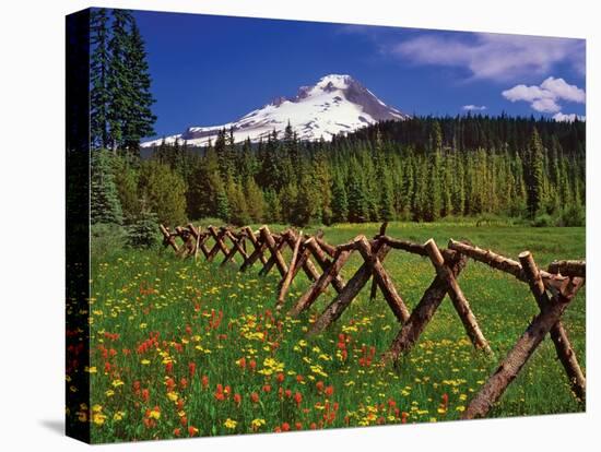 Mt. Hood Viewed from Summit Meadows-Steve Terrill-Stretched Canvas