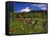 Mt. Hood Viewed from Summit Meadows-Steve Terrill-Framed Stretched Canvas